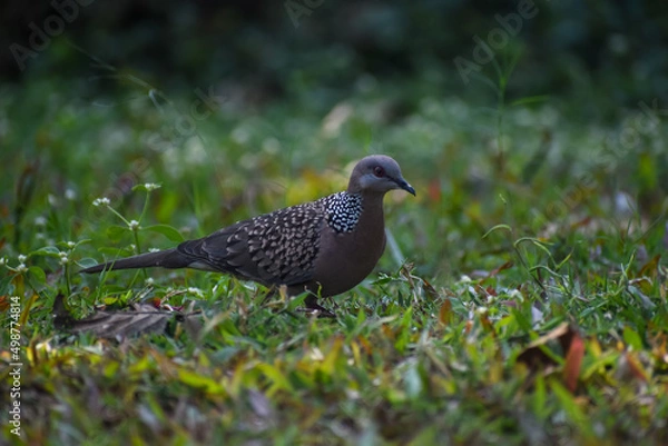 Obraz dove in the grass