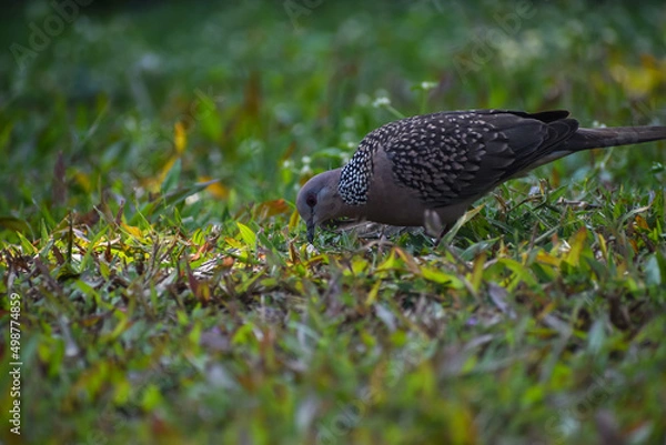 Obraz dove in the grass