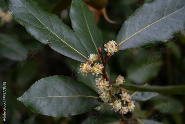 Fototapeta Bay laurel springtime flowers