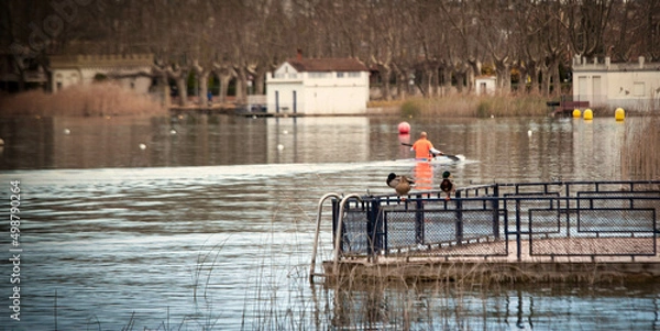 Obraz WATER LAKE DUCK