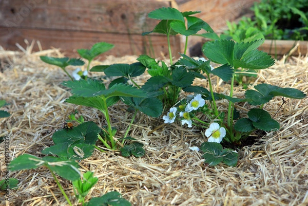 Obraz Flowering strawberry plants.