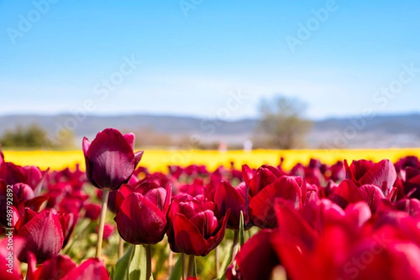 Fototapeta Tulipes
