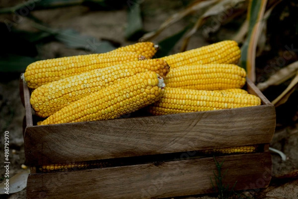 Fototapeta Fresh organic corn in a wooden box standing on a corn field. Successful harvest of sweet corn