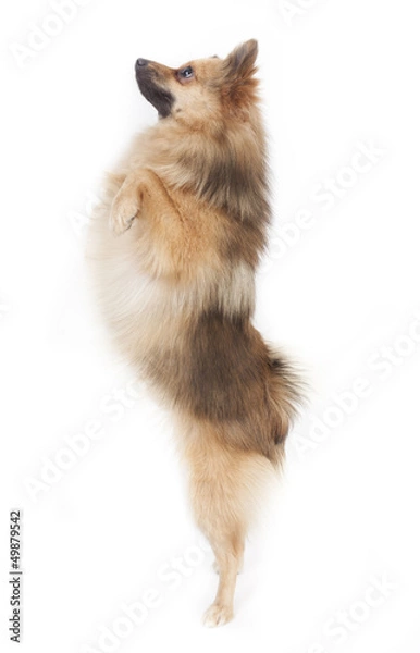 Fototapeta Mini kees isolated on white background