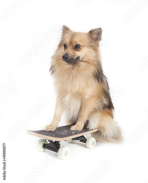 Obraz Mini kees isolated on white background