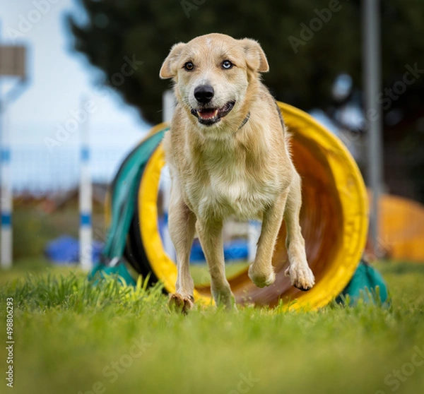 Fototapeta Dog doing agility