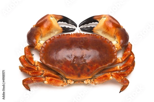 Obraz Krab