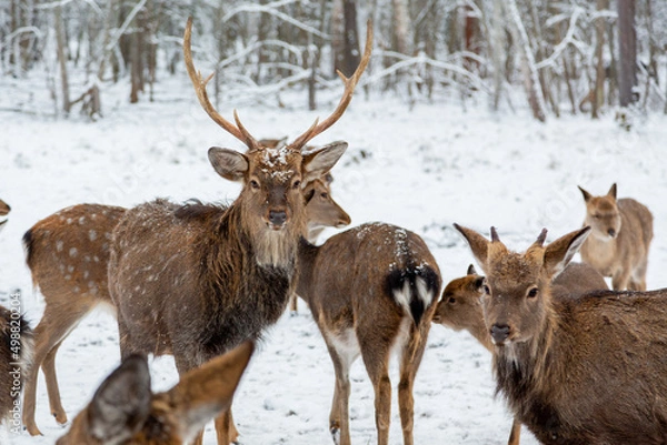 Fototapeta Herd of deer of different ages in the forest in winter