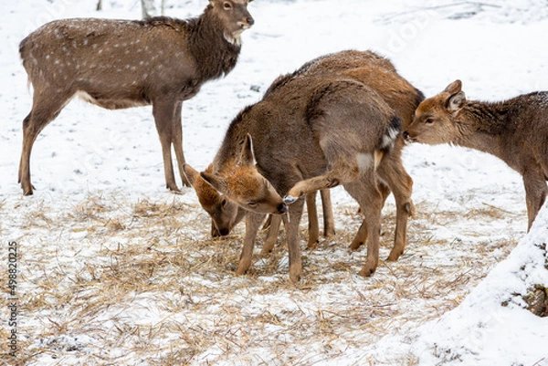 Fototapeta Herd of deer of different ages in the forest in winter