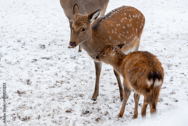 Fototapeta Herd of deer of different ages in the forest in winter