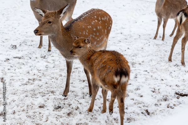 Fototapeta Herd of deer of different ages in the forest in winter