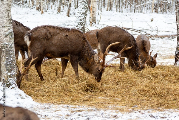 Fototapeta Herd of deer of different ages in the forest in winter