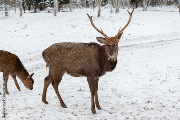 Fototapeta Herd of deer of different ages in the forest in winter