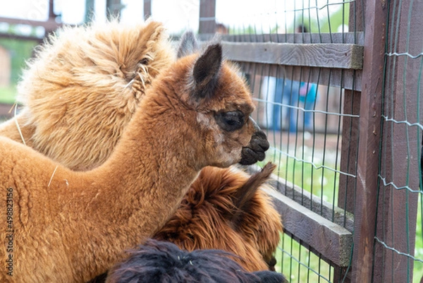 Fototapeta Sheared alpacas of different colors in nature