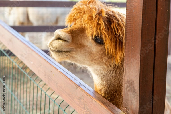 Fototapeta Sheared alpacas of different colors in nature