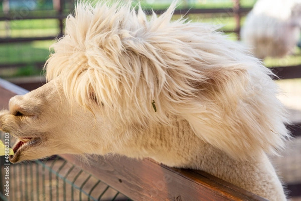Fototapeta Sheared alpacas of different colors in nature