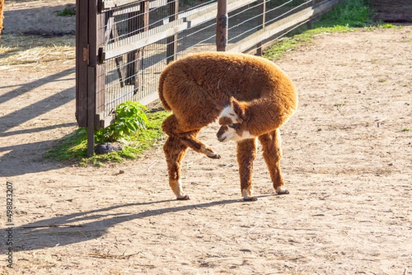 Fototapeta Sheared alpacas of different colors in nature