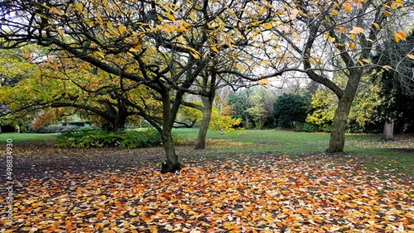Obraz autumn landscape with trees