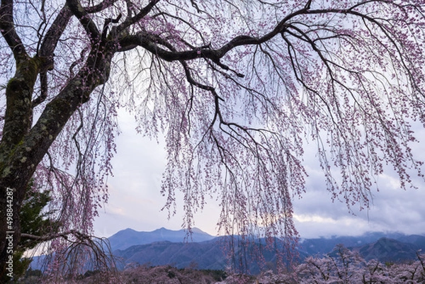 Fototapeta 枝垂桜