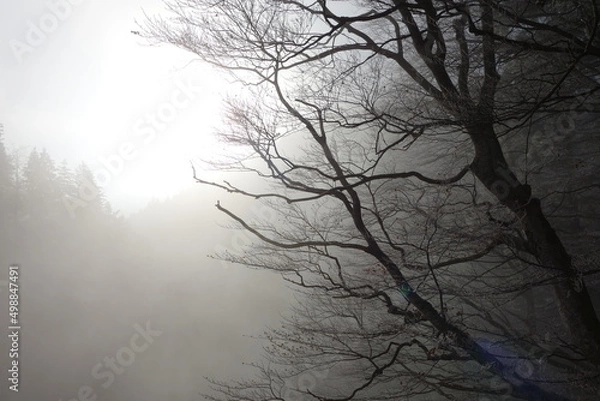 Fototapeta 木のシルエット