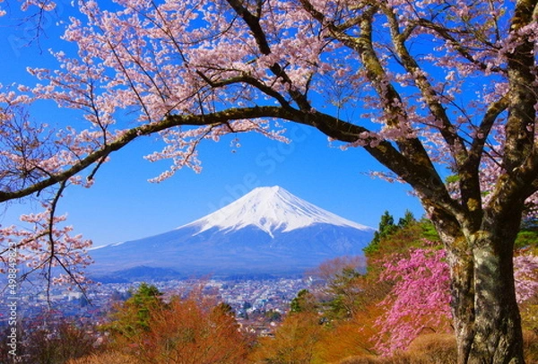 Fototapeta Cherry tree and Mt. Fuji from Fujimi Kotoku Park in Fujiyoshida City Yamanashi  Japan 04/12/2022