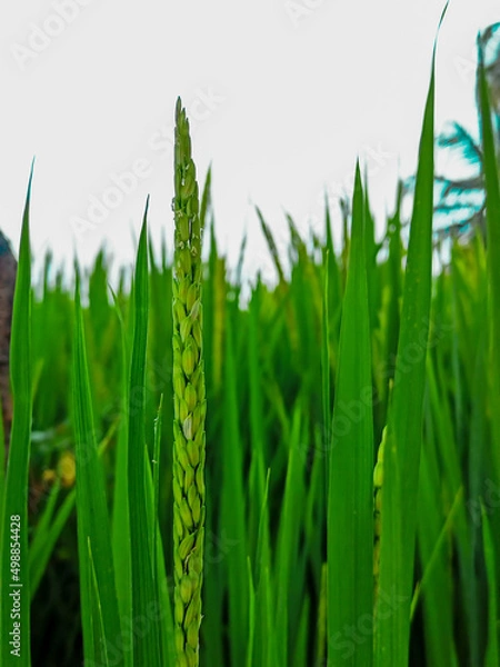 Fototapeta Close up shot of paddy crop