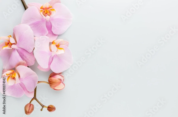 Obraz Pink spa orchid theme objects on pastel background.