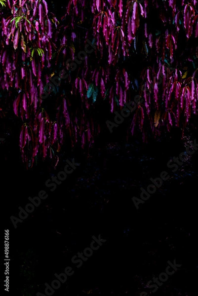 Obraz Tree in the forest 