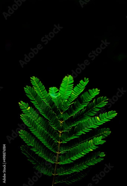 Fototapeta fern leaf