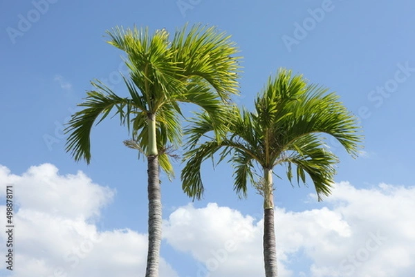 Fototapeta ヤシ