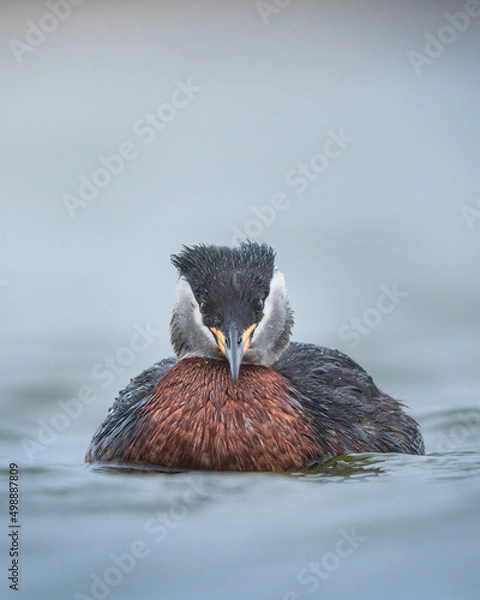 Fototapeta Red-necked grebe staring into the camera