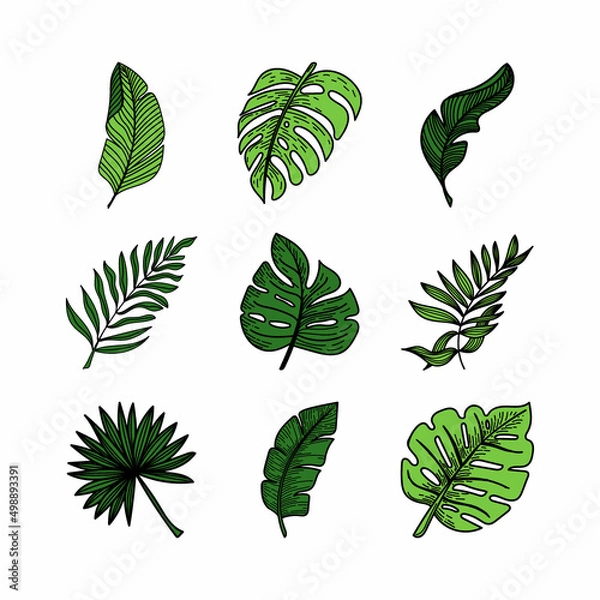 Fototapeta Set of tropical elements tropical monster leaves, banana leaves, etc. Hand-drawn doodle-style elements, bright greens. Tropics. Summer.