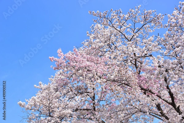 Fototapeta 満開になった二色のソメイヨシノ