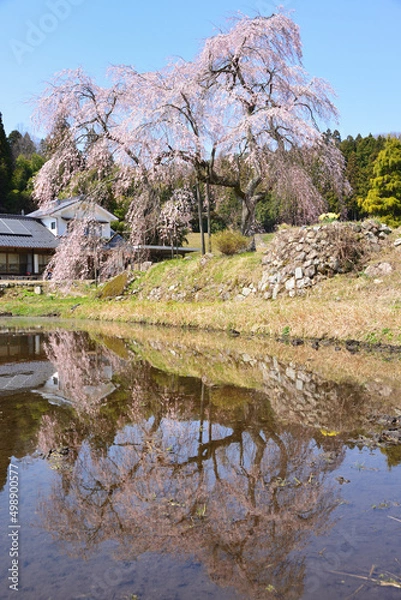 Fototapeta 満開になった中原のしだれ桜