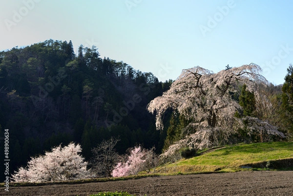 Fototapeta 満開になった与一野のしだれ桜