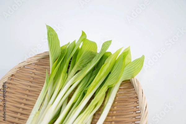 Fototapeta うるい