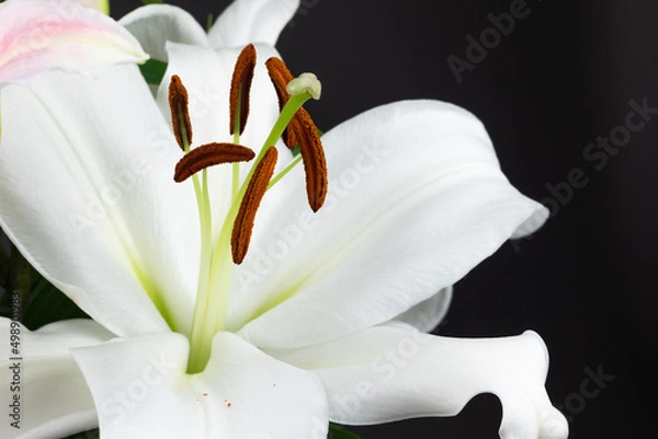 Fototapeta 百合の花