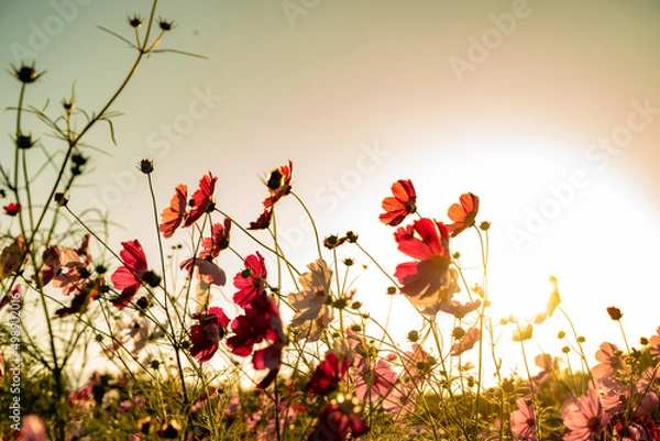 Fototapeta コスモスの花
