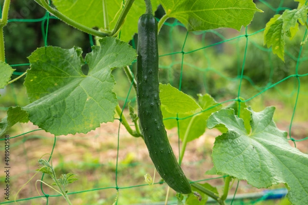 Obraz 家庭菜園のキュウリ