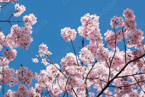 Fototapeta 陽光に映える天下第一満開の高遠のタカトオコヒガンザクラ