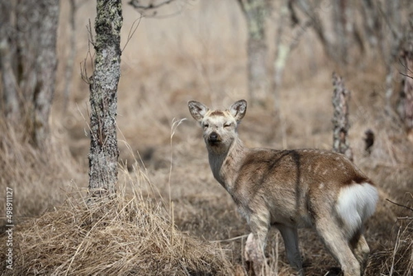 Fototapeta Yezo deer in Kushiro Wetland looking straight ahead in the early morning in Kushiro, Hokkaido, Japan