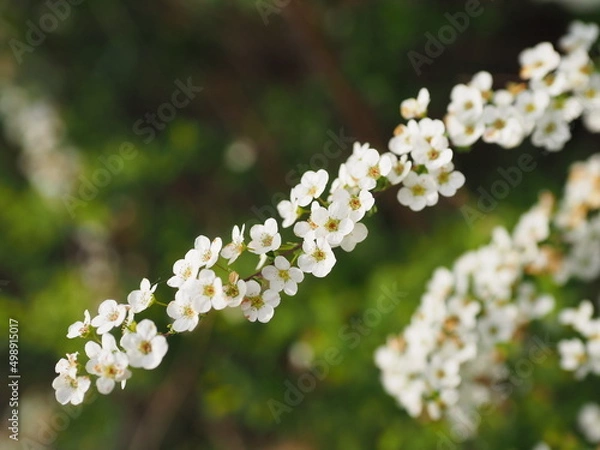 Obraz 緑の中でひときわ目を引くユキヤナギ