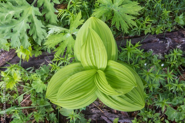 Fototapeta Green leaves
