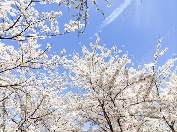 Fototapeta 桜の写真