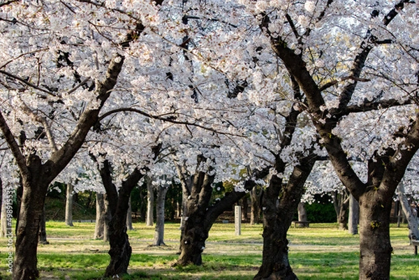 Obraz 大阪城の西の丸庭園で満開となったソメイヨシノ