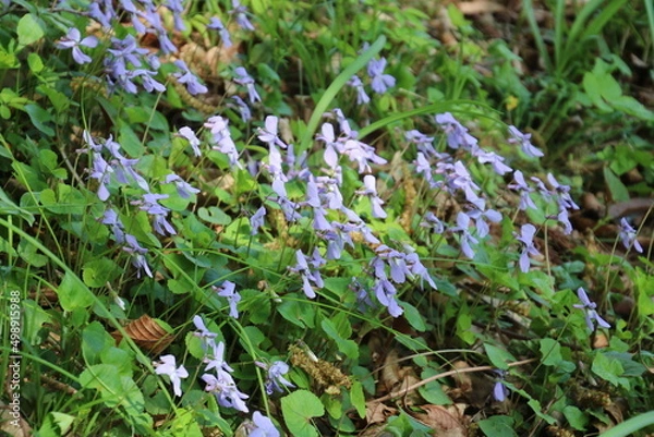 Fototapeta タチツボスミレ