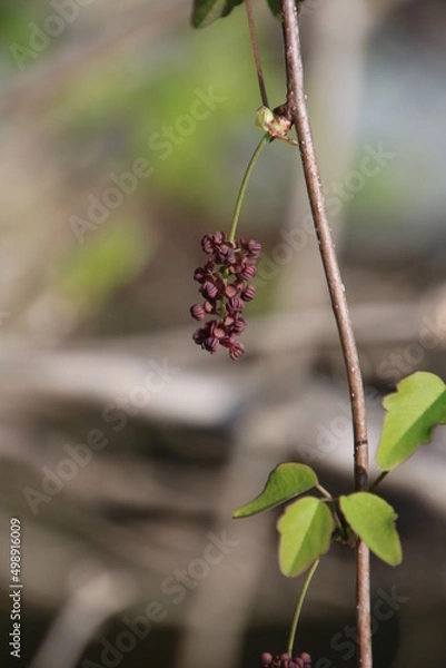 Fototapeta アケビの花