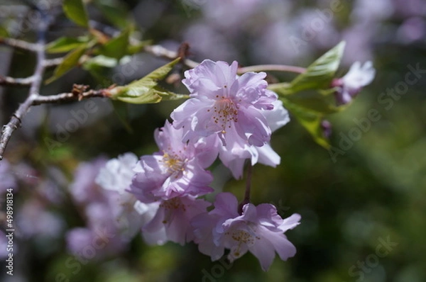 Fototapeta 枝垂れ桜