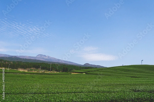 Fototapeta 녹차밭