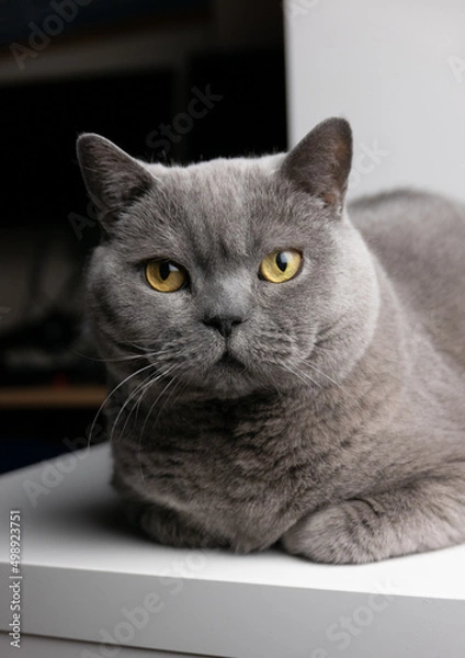 Obraz British Shorthair cat